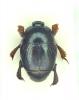 Exaesiopus grossipes
